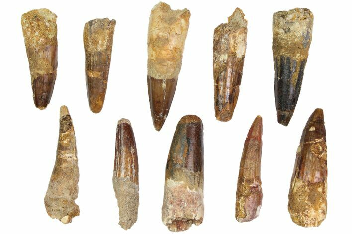 Lot: -, Bargain Spinosaurus Teeth - Pieces #82624